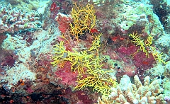 IMG_0359rf_Maldives_Madoogali_Plongee 4_Feridhoo dhigga_Corail jaune